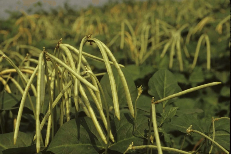 Credit: International Institute of Tropical Agriculture/Flickr (CC BY-NC 2.0)