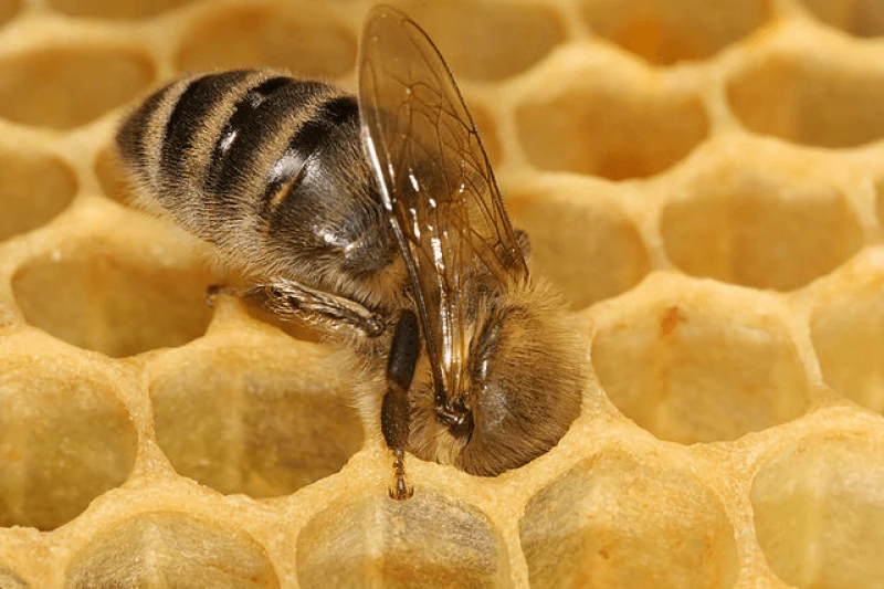 png honeybeee comb