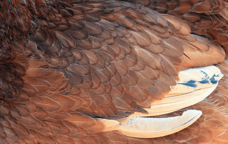 feather chicken close up red chick close plumage plume texture sun feather chicken close up red chick close plumage plume texture sun