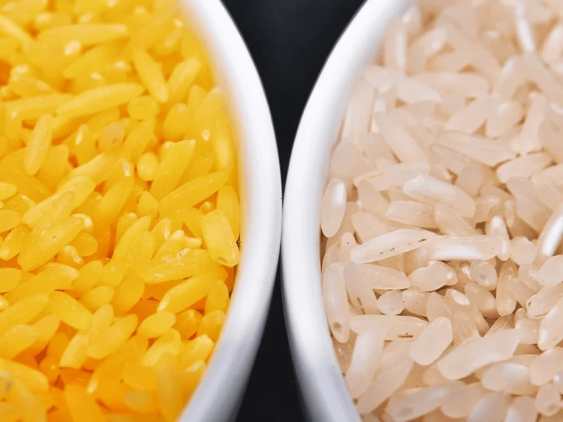 Genetically modified to be enriched with beta-carotene, golden rice grains (left) are a deep yellow. At right, white rice grains. Credit: Isagani Serrano/International Rice Research Institute/ NPR