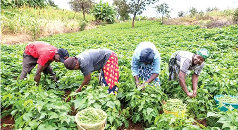 Young-farmers-venturing-into-neglected-gold-mine