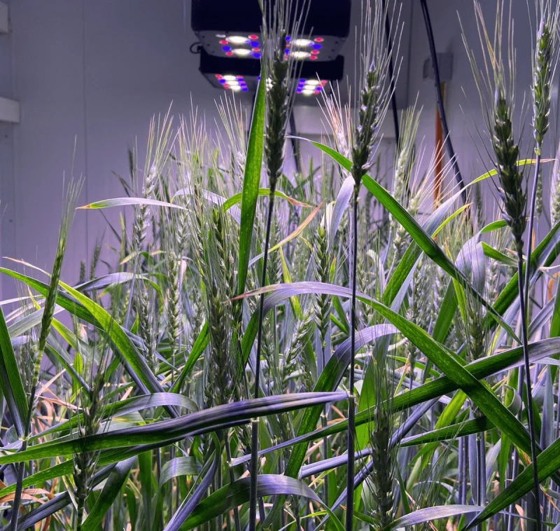 CRISPR-transformed wheat for increased fiber content, growing in speed-breeding chambers. Credit: Neocrop Technologies