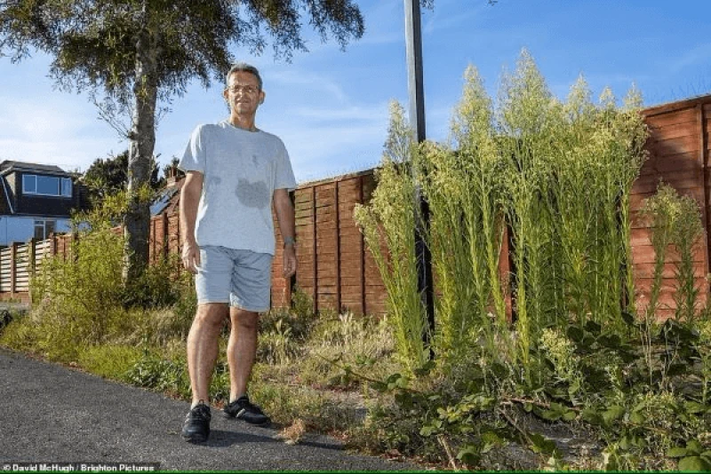 png brighton grass weed glyphosate Cllr Ivan Lyons by weeds and grass on Woodhouse Road, Hove. Credit: David McHugh/Brighton Pictures/DailyMail