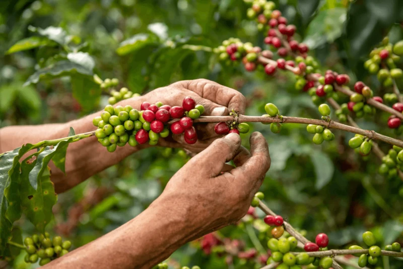 close up arabica coffee farmer s hands picking beans plant his farm colombia close up arabica coffee farmer s hands picking beans plant his farm colombia