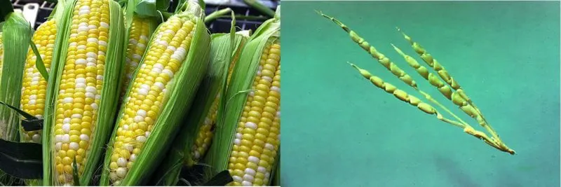 Left, modern sweet corn. Right, corn's ancestor: teosinte. Credit: Rosana Prada