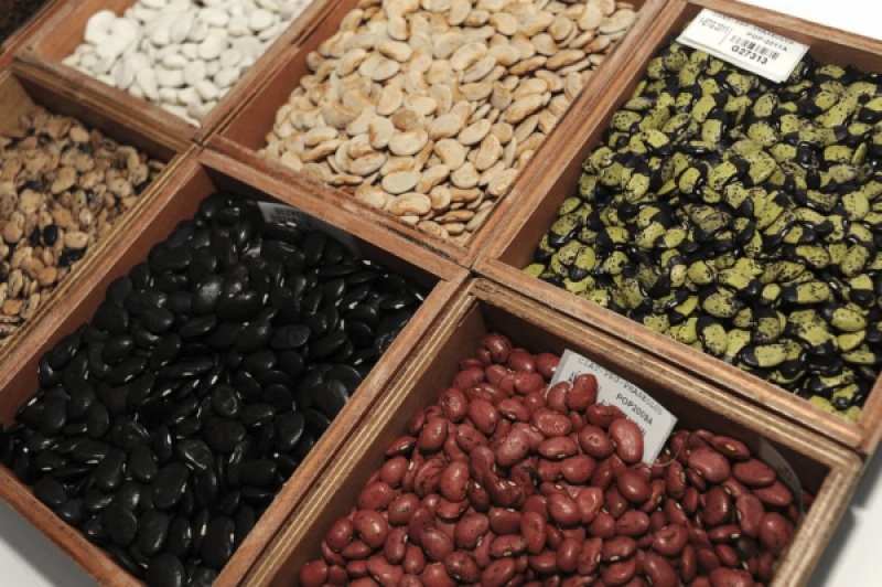 px six bean varieties at a gene bank