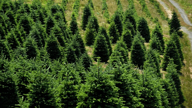fraser fir christmas trees field ncsu x x fraser fir christmas trees field ncsu x x