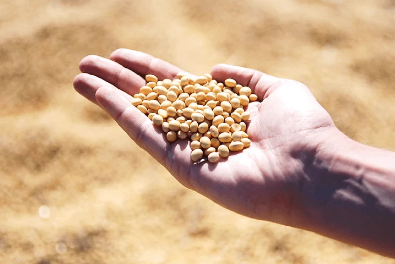 soybean hand agro harvest preview soybean hand agro harvest preview