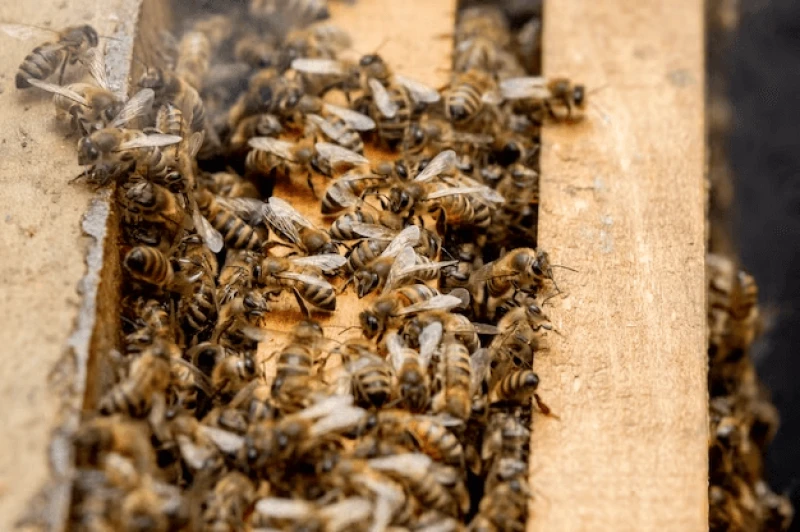 bee hives care bees with honeycombs honey bees bee hives care bees with honeycombs honey bees