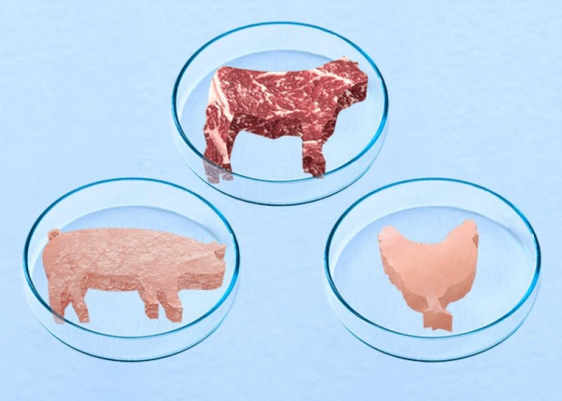 alternativemeat illustrationbylindsey x alternativemeat illustrationbylindsey x