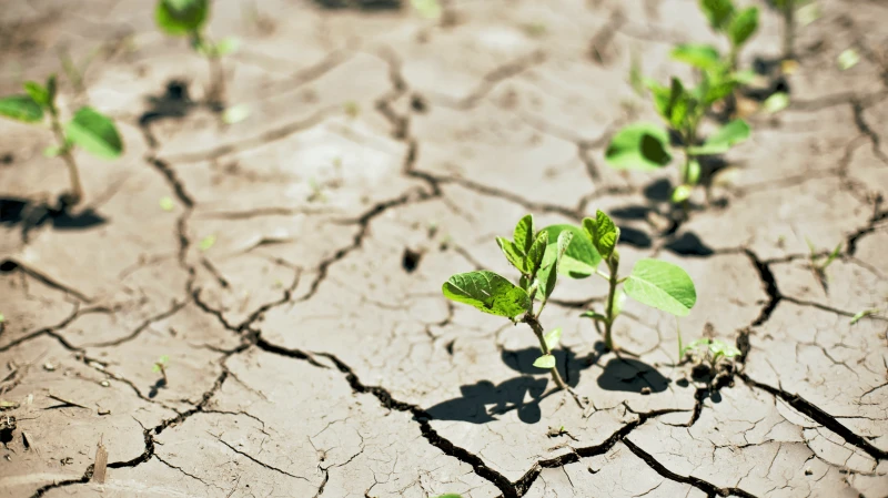 Credit: Biodiversity Revolution