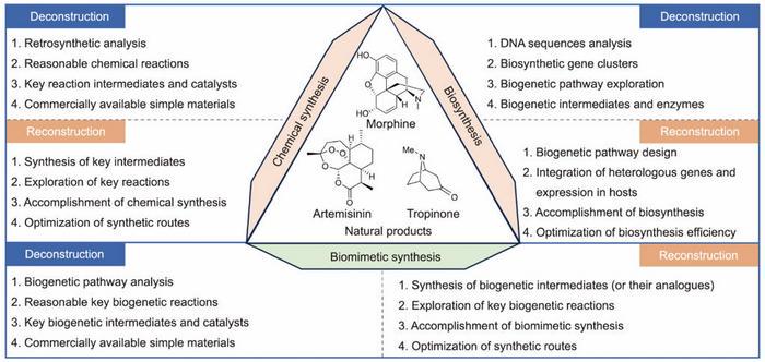 Chemical synthesis, biosynthesis, and biomimetic synthesis of natural products.