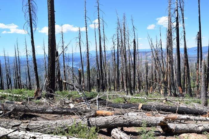 Wildfires