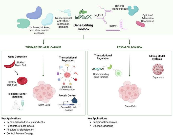Graphical abstract