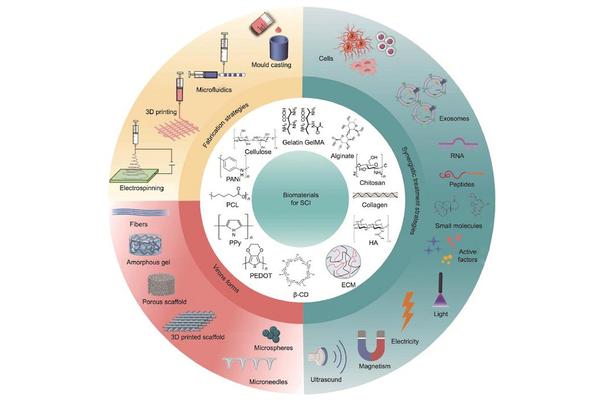Revolutionary Tissue Engineering Provides Promising Solutions for Spinal Cord Injury Repair
