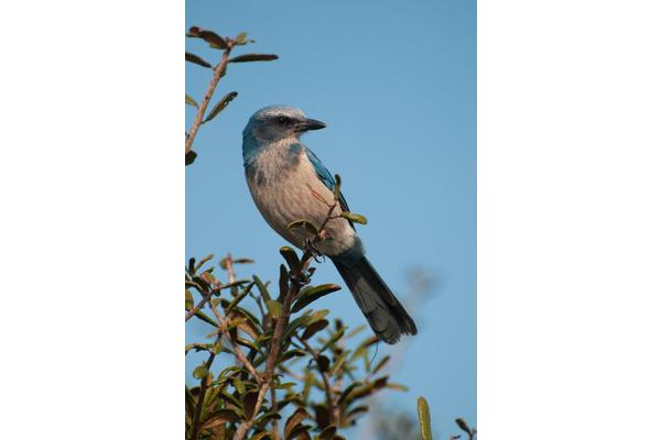 Study from MSU Highlights Mixed Outcomes of Bird Conservation Efforts