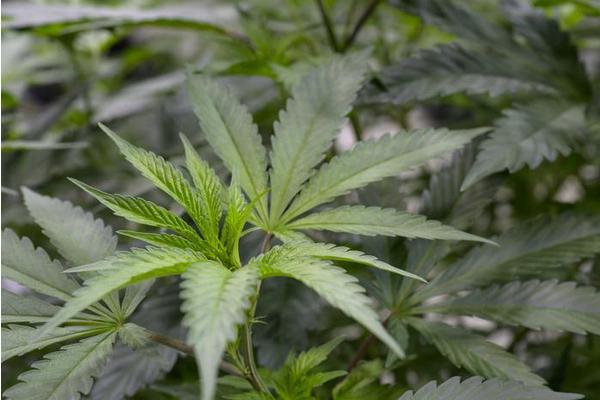 Exploring the Potential of Cannabis Terpenes as a Novel Treatment for Fibromyalgia Pain