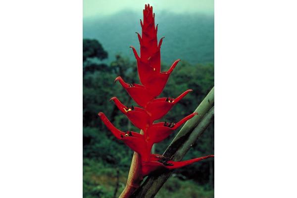 Almost 50% of Renowned Tropical Plant Group Linked to Birds-of-Paradise and Bananas Faces Extinction Risk