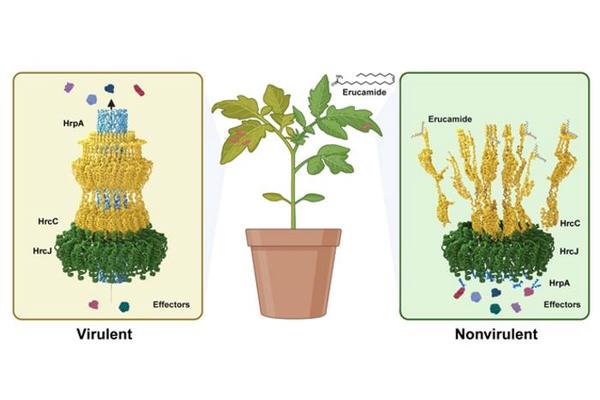 Chinese Researchers Uncover Antibacterial Properties of Plant Metabolite