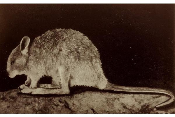 Small Clue Could Lead to Rediscovery of the Elusive Desert Rat-Kangaroo