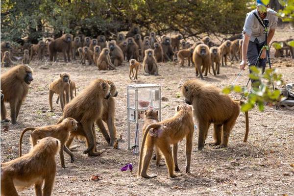 Guinea Baboons Exhibit Strategic Mate Selection: Insights into Their Reproductive Behavior