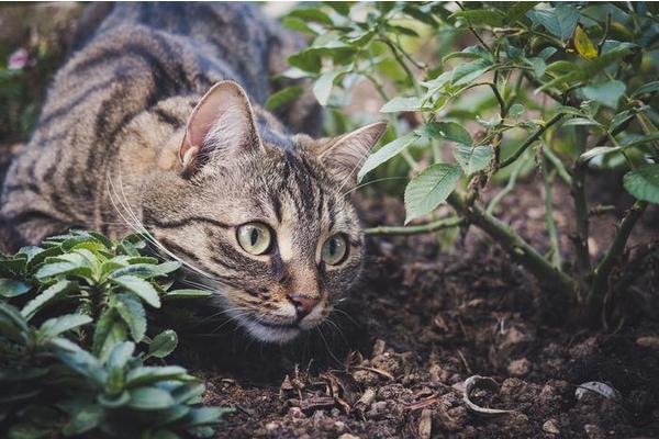 Rural Cat Owners in Denmark Embrace Neutering and Indoor Access for Feline Companions