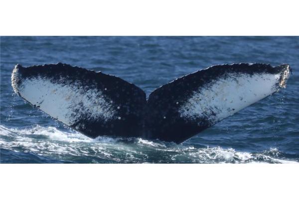 Listening to Whale Songs Unveils New Insights into Whale Ecology