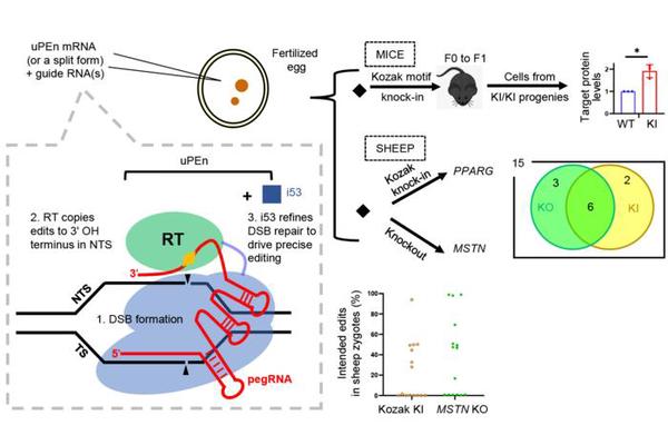 Enhanced Nuclease Prime Editor Platform Achieves High-Efficiency Gene Knock-in/Knockout in Mouse and Sheep Zygotes