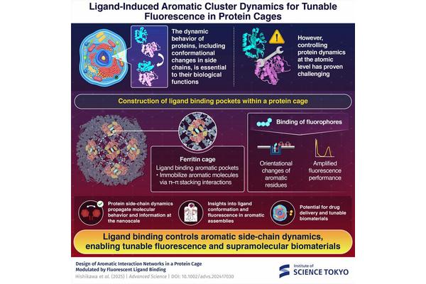 Regulating the Structural Transformations of Protein Aromatic Side Chains