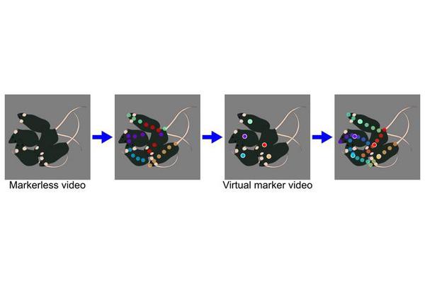 VMTracking Delivers Precision Multi-Animal Pose Tracking in Dense Environments