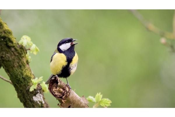 Evolving Tunes: The Impact of Movements and Memories on Birdsong Development