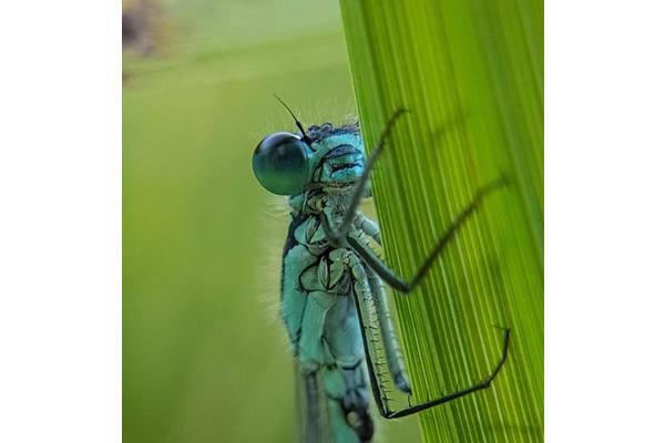 Enhanced Biodiversity in England’s Rivers Linked to Decrease in Metal Pollution