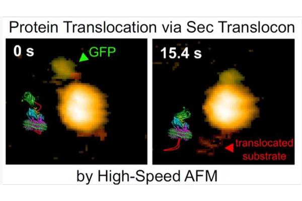 Revolutionary Discovery: Real-Time Protein Translocation Unveiled by SecYEG-SecA Complex