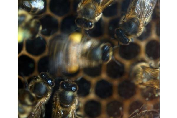 Virginia Tech Research Uncovers How Honeybee Dance Styles Influence Foraging Success
