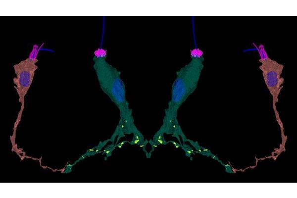 Gene Associated with Human Kidney Disease Found to be Linked to Sensory Responses in Sea Anemones