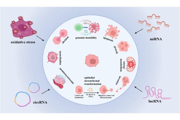 Exploring the Frontier of Cancer Treatment: The Impact of Non-Coding RNAs and Oxidative Stress