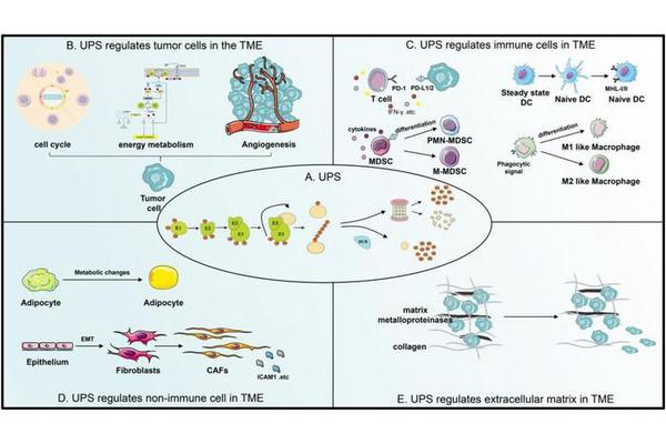 Exploring the Impact of the Ubiquitin-Proteasome System on Cancer Progression and Tumor Microenvironment