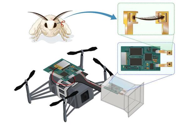 Bio-Hybrid Drone Harnesses Silkworm Moth Antennae for Olfactory Navigation