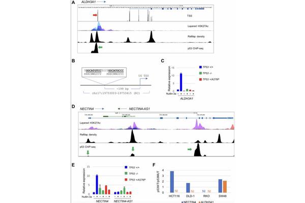 New p53 Targets Uncovered by Researchers to Enhance Cancer Treatment Strategies