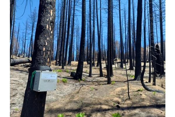 Revolutionizing Forest Management: How Acoustic Monitoring Networks are Transforming Bird Conservation