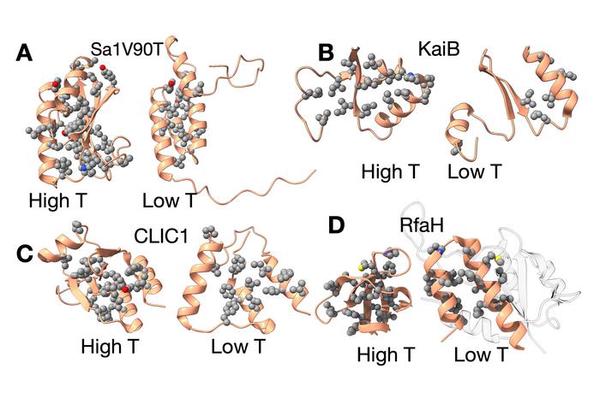 Study Reveals Cold Temperatures Activate Shapeshifting Proteins