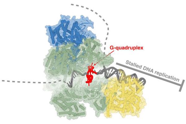 Revolutionary Cryo-Electron Microscopy Unlocks Secrets of DNA Replication and Illuminates New Cancer Treatment Targets