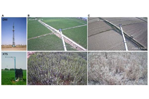 Revolutionizing SIF Algorithms: Unveiling the Intricacies of Photosynthesis