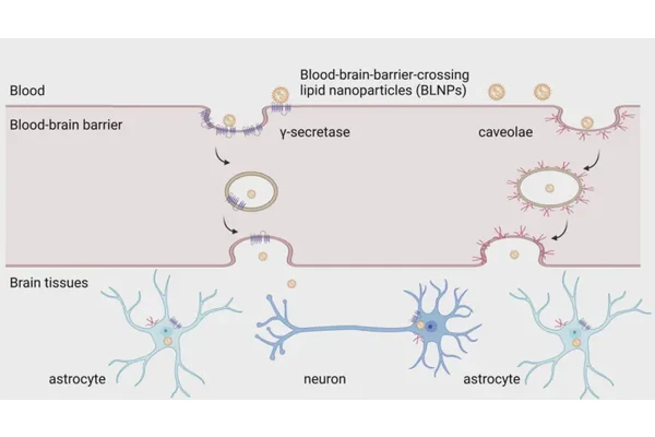 Novel Lipid Nanoparticle Technology Enables mRNA Delivery to the Brain via the Blood-Brain Barrier