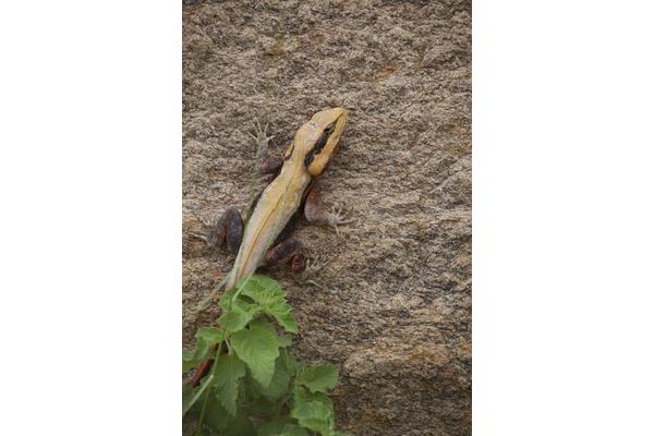 Study Reveals Reptiles Opt for Risky Food Sources When Energy Reserves Dwindle