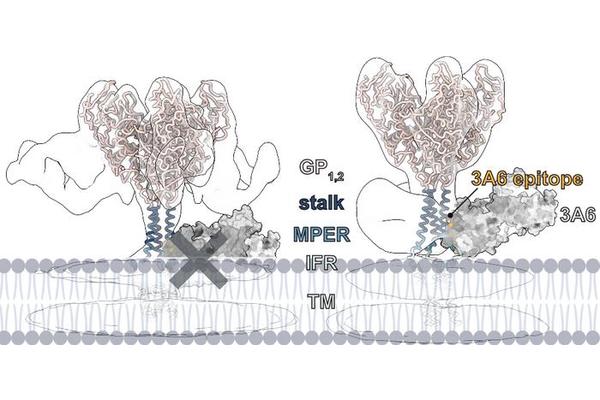 Groundbreaking Ebola Virus Research Enhances Pandemic Readiness