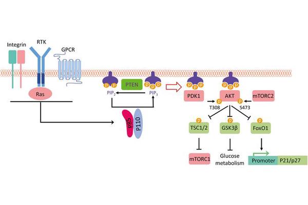 Breakthroughs in Targeted Treatments for Cancers with PIK3CA Mutations