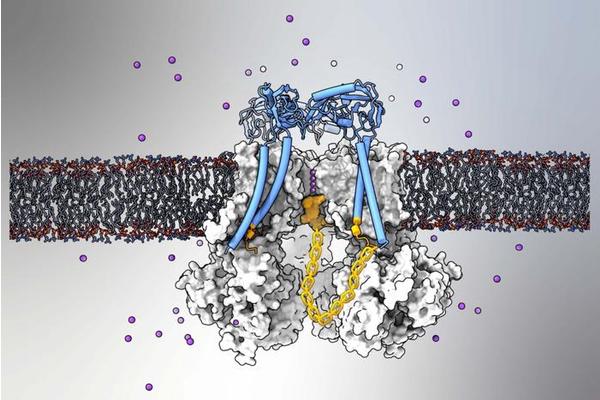 Research Reveals “Ball and Chain” Mechanism that Inactivates Crucial Mammalian Ion Channel