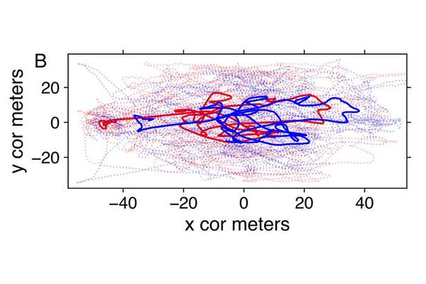 Collaborative Strategies from Foraging Footballers: Insights on Unity and Collective Action