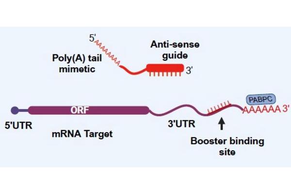 Researchers Develop Innovative Protein Enhancer for Rare Genetic Disorders